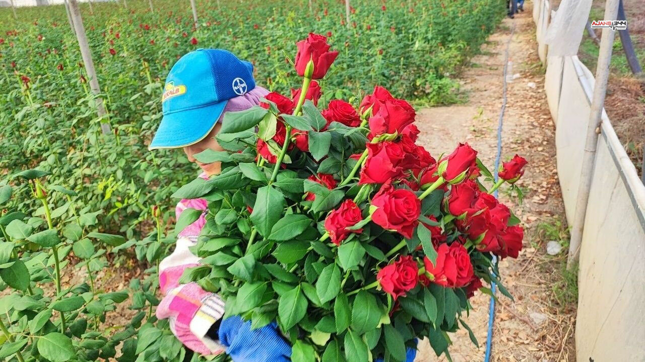 Gül Hasatı Basladı Ajans344 (1)