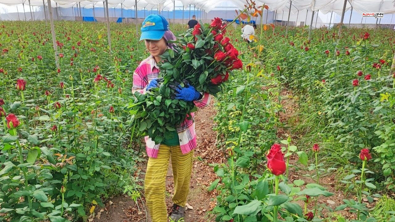 Gül Hasatı Basladı Ajans344 (2)