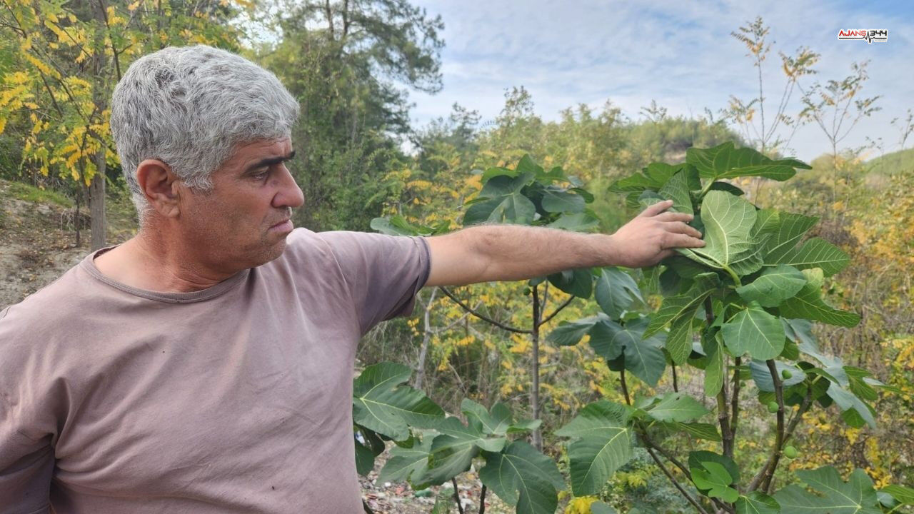 Incir Erken Meyve Verdi Ajans344