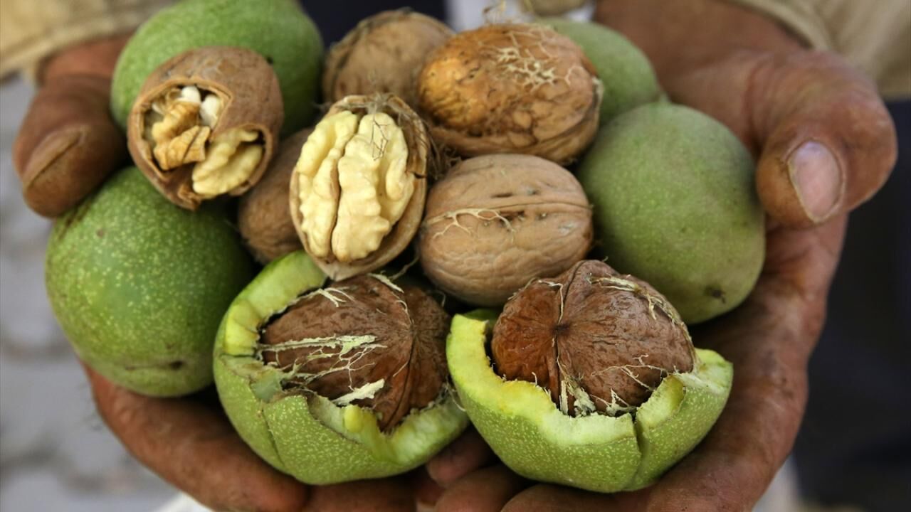Kahramanmaraş'ta Bunu Yapan Çok Kazanıyor Küçük Tarlalar Büyük Gelir Sağlıyor!