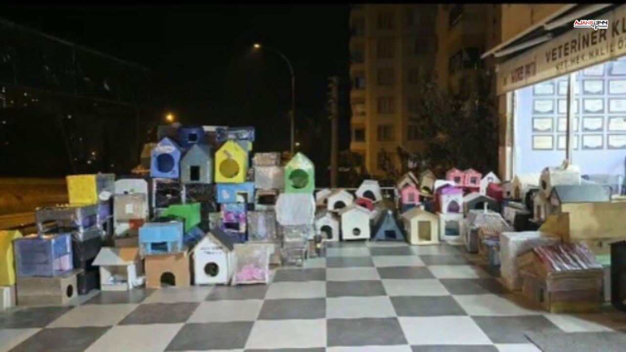 Kedi Evi 500 Tane Ajans 344