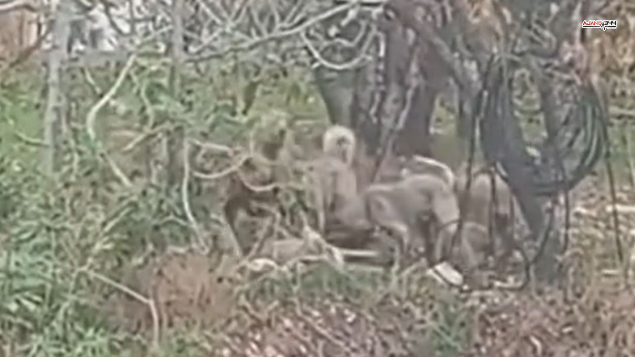 Köpek Sorunu Büyüyor Ajans344 (2)-2