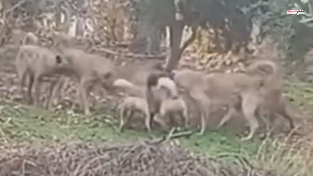 Köpek Sorunu Büyüyor Ajans344