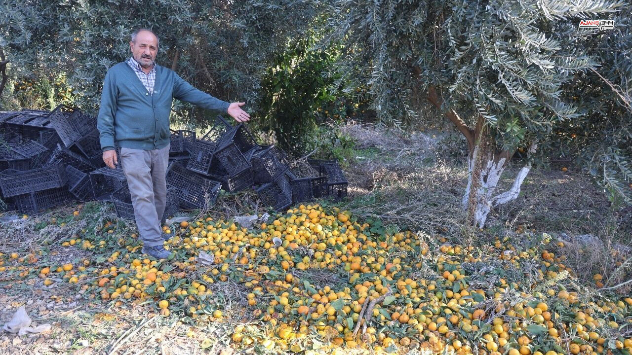 Mandalina 2 Tl Ye Düstü Ajans344 (2)