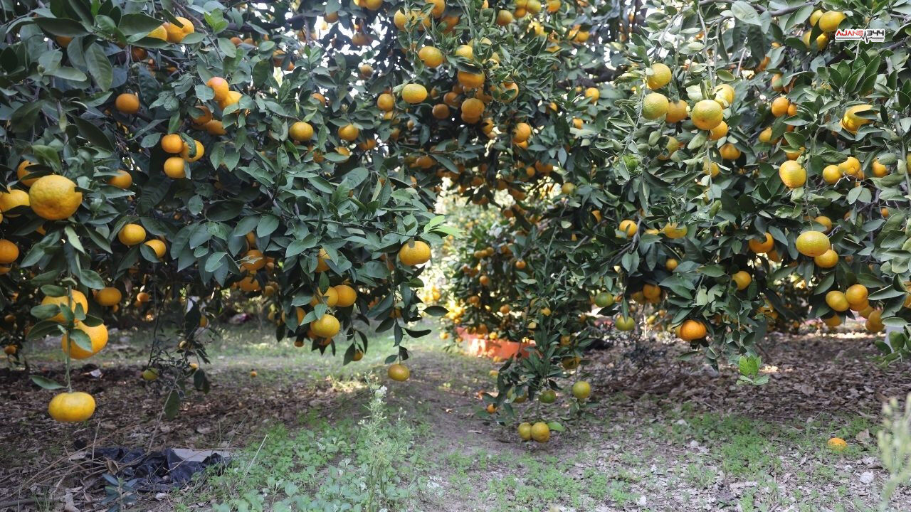 Mandalina 2 Tl Ye Düstü Ajans344 (3)