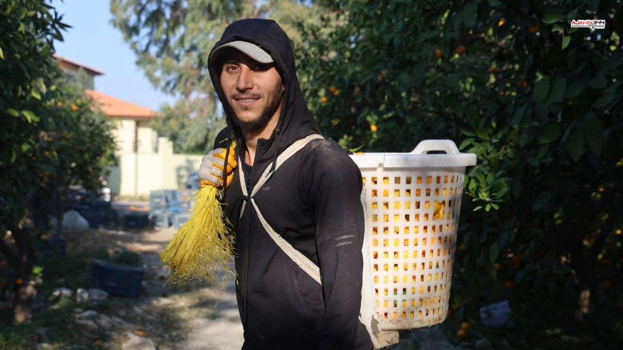 Mandalina 2 Tl Ye Düstü Ajans344