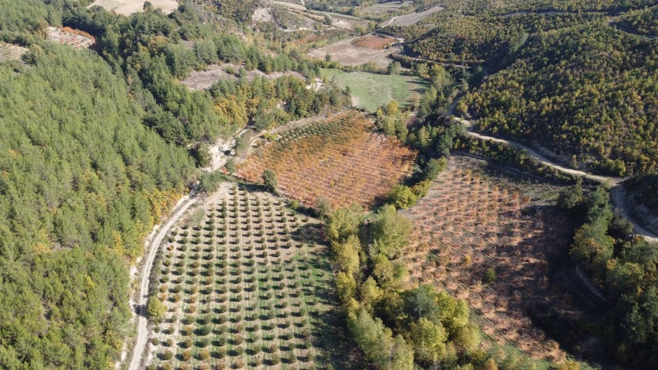 Minnetli Köyü Kuru Hurma Üretiminde Türkiye Birincisi Ajans344 (3)
