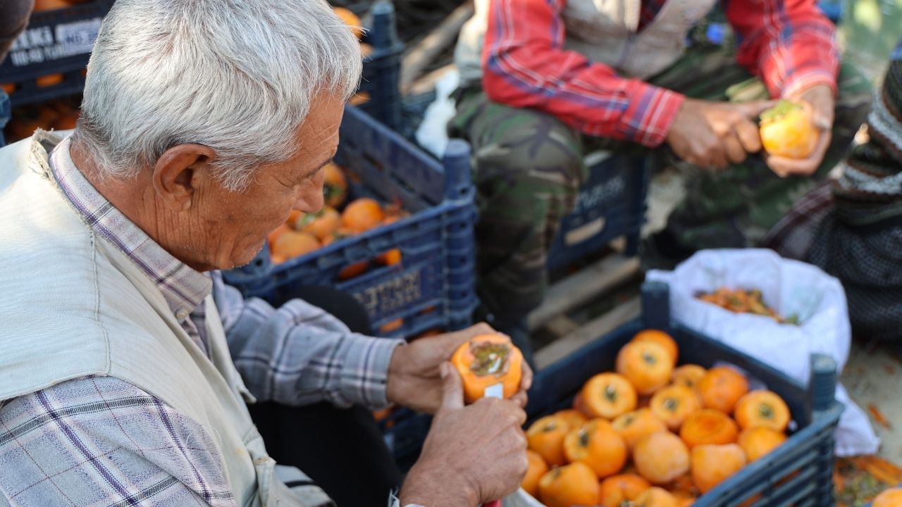 Minnetli Köyü Kuru Hurma Üretiminde Türkiye Birincisi Ajans344 (4)