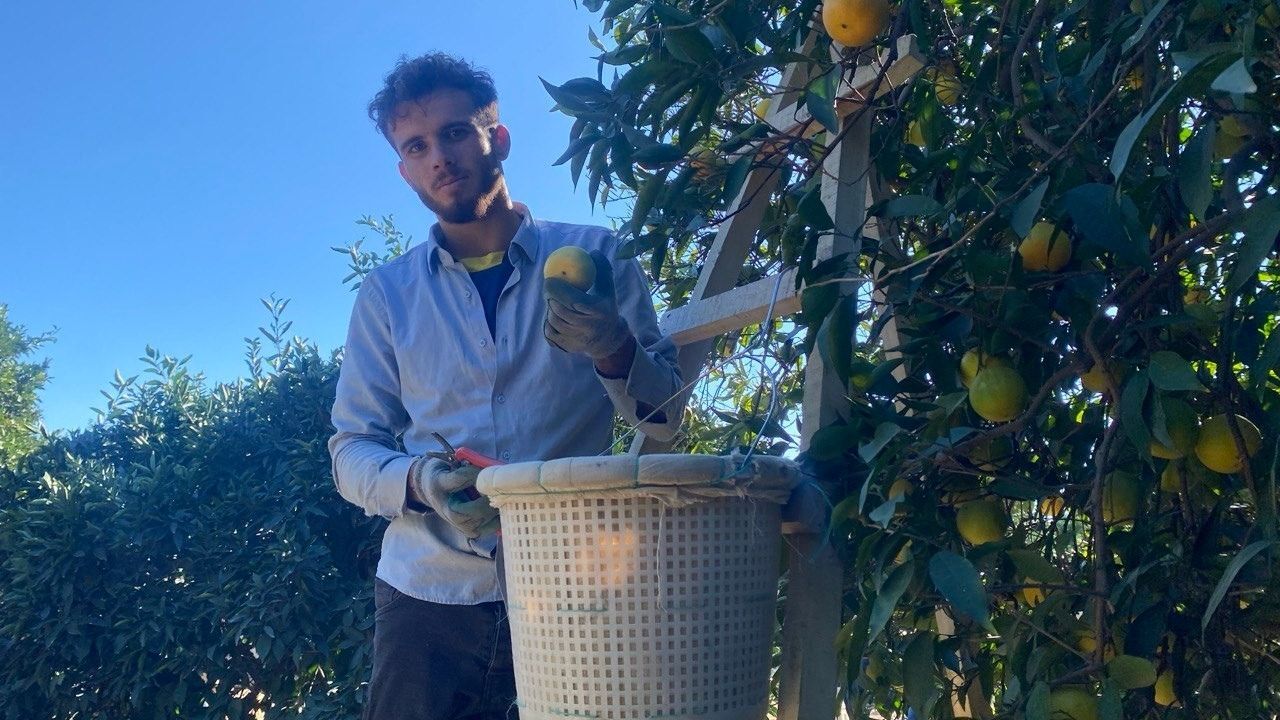 Narenciye Hasadı Baslıadı (3)