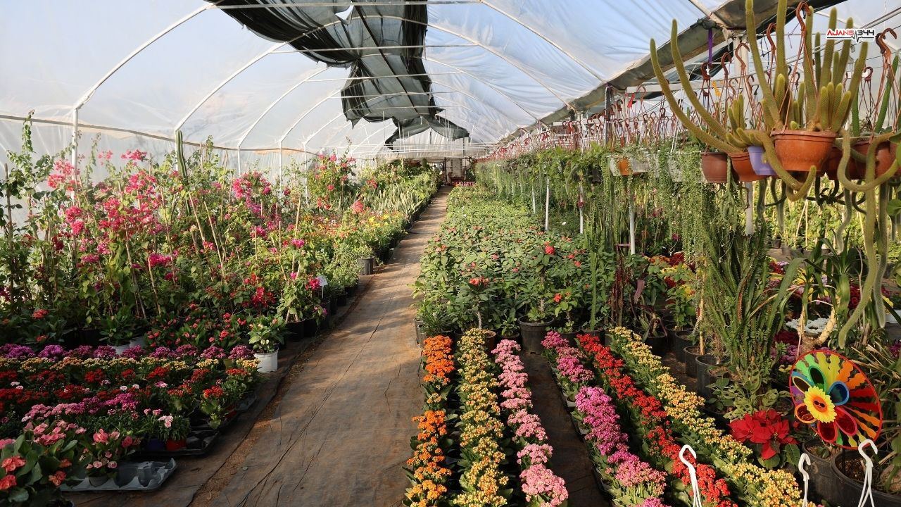 Ögretmenler Günü Buket Yerine Saksı Tercih Ajans344 (3)