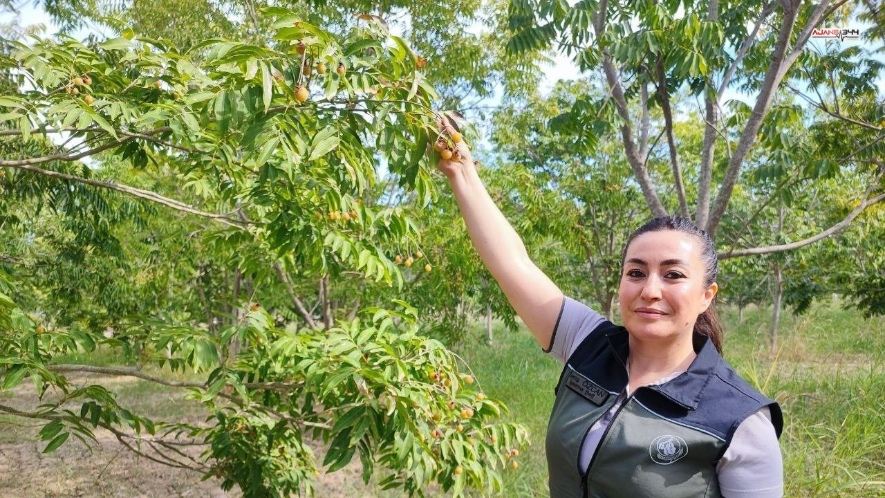 Sabun Niyetine Ceviz Ajans344 (2)