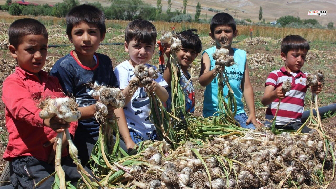 Sarımsak Haberi Maras Ajans344 (1)