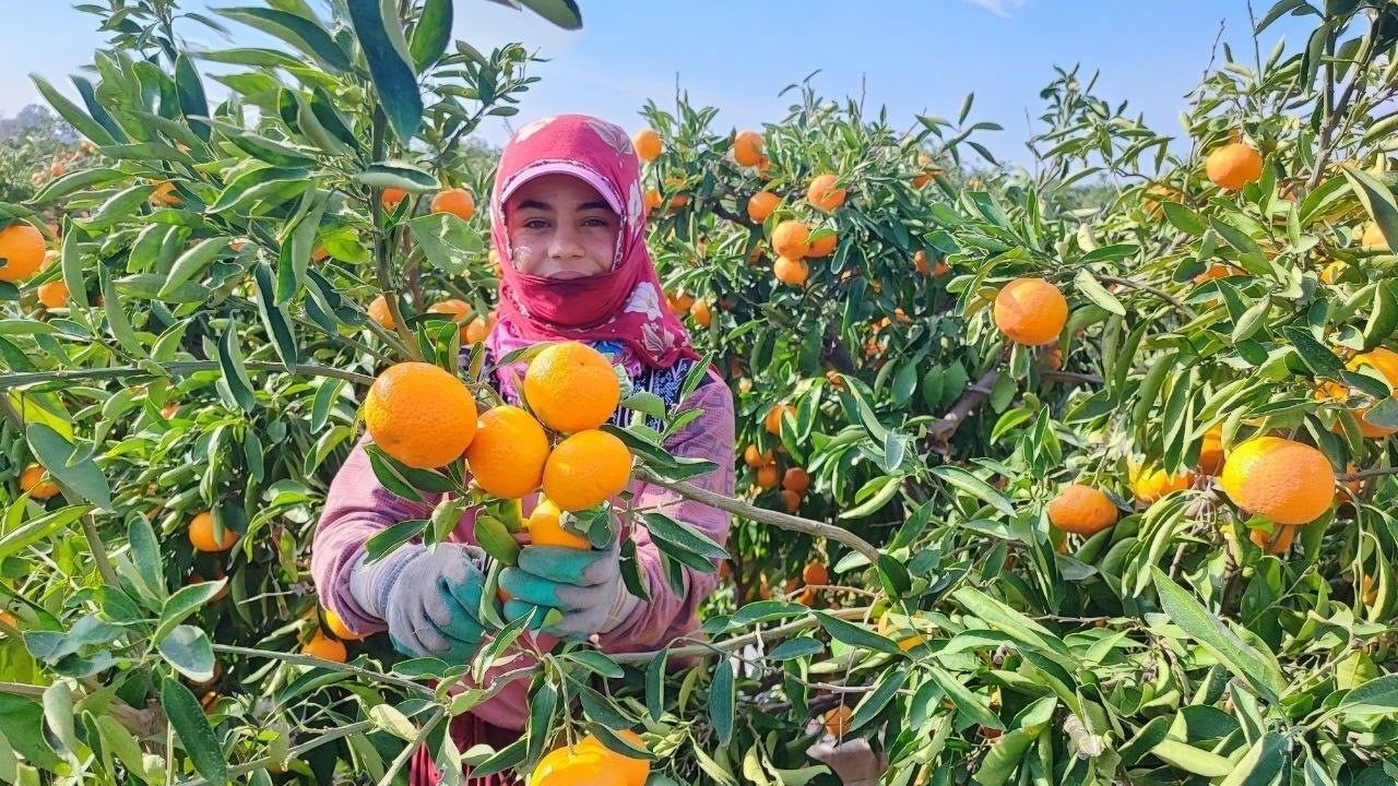Tarım Işçilerinin Grevi Mandalinayı Dalında Bıraktı Kilosu 3 Liraya Kadar Gerilediajans344 (1)