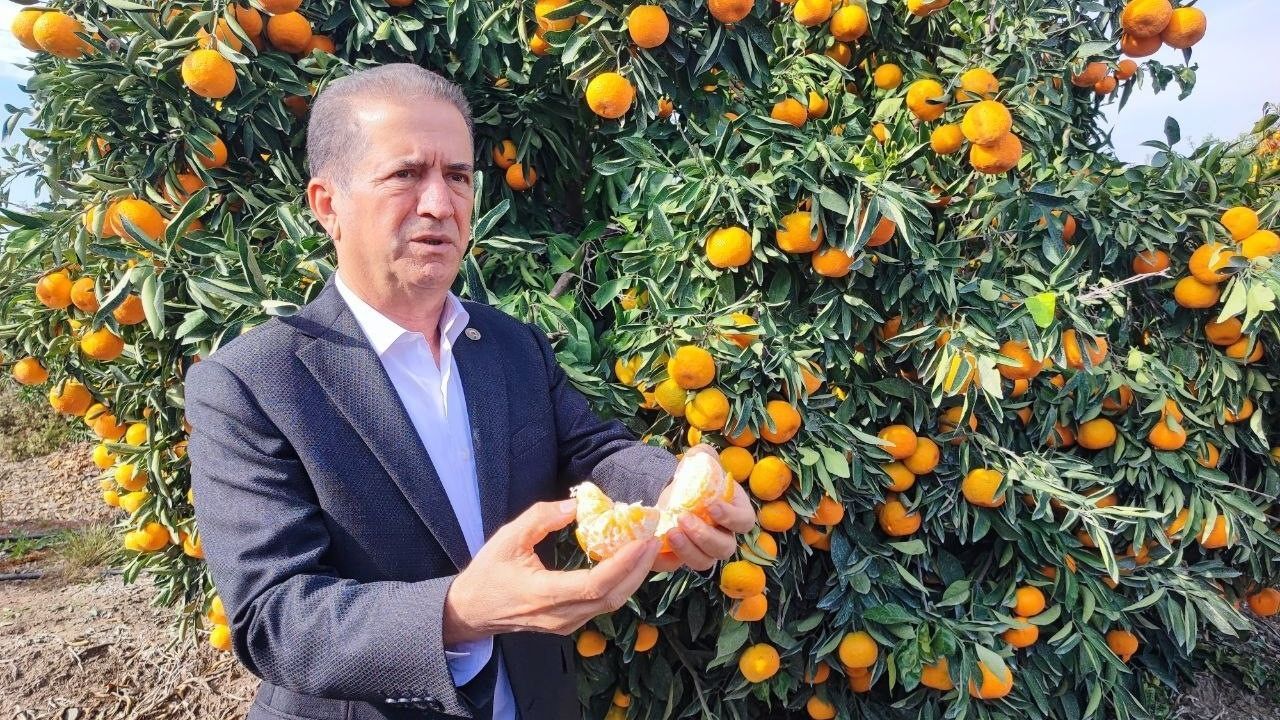 Tarım Işçilerinin Grevi Mandalinayı Dalında Bıraktı Kilosu 3 Liraya Kadar Gerilediajans344 (3)