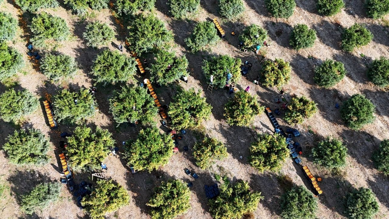 Tarım Işçilerinin Grevi Mandalinayı Dalında Bıraktı Kilosu 3 Liraya Kadar Gerilediajans344 (4)