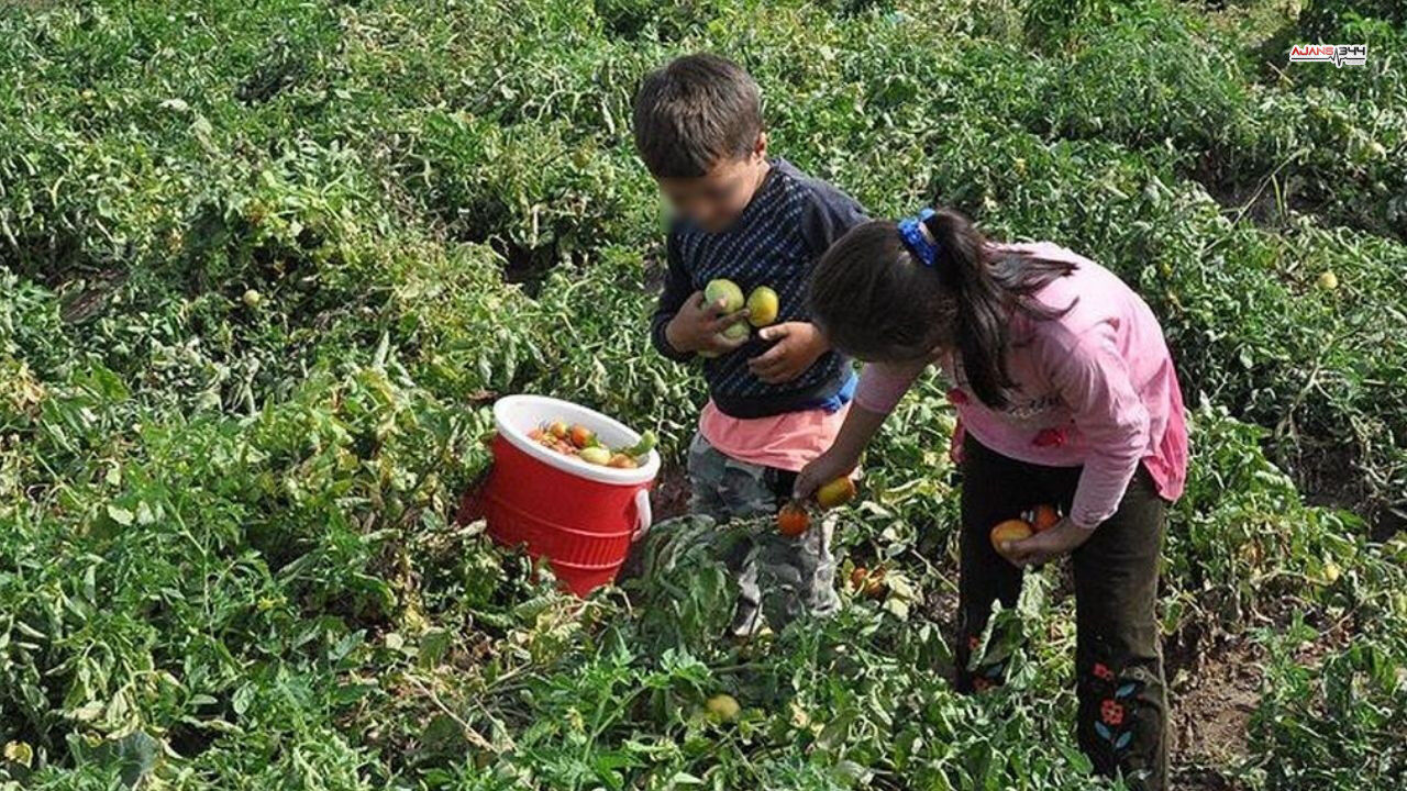 Türkiye'de Çocuk İşçiliğine Sıfır Tolerans (2)
