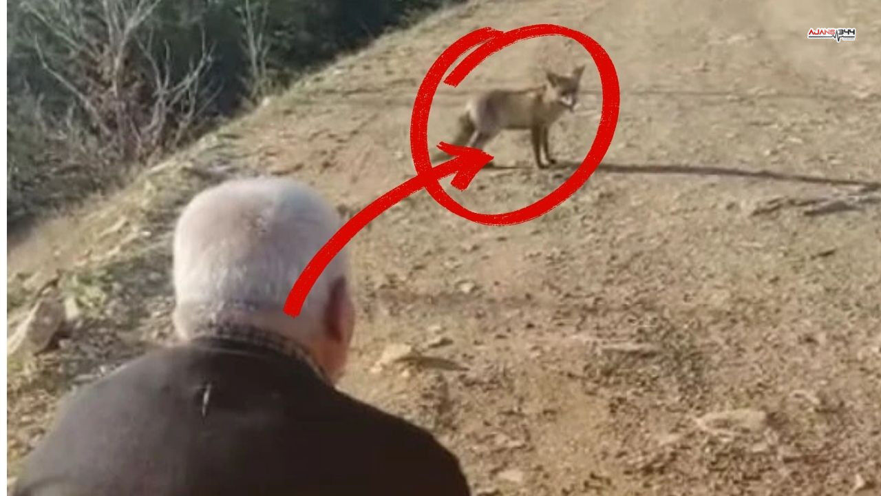 Ahır Dağı'nın Zirvesinde Aç Tilkiyi Ellerinden Beslediler (2)