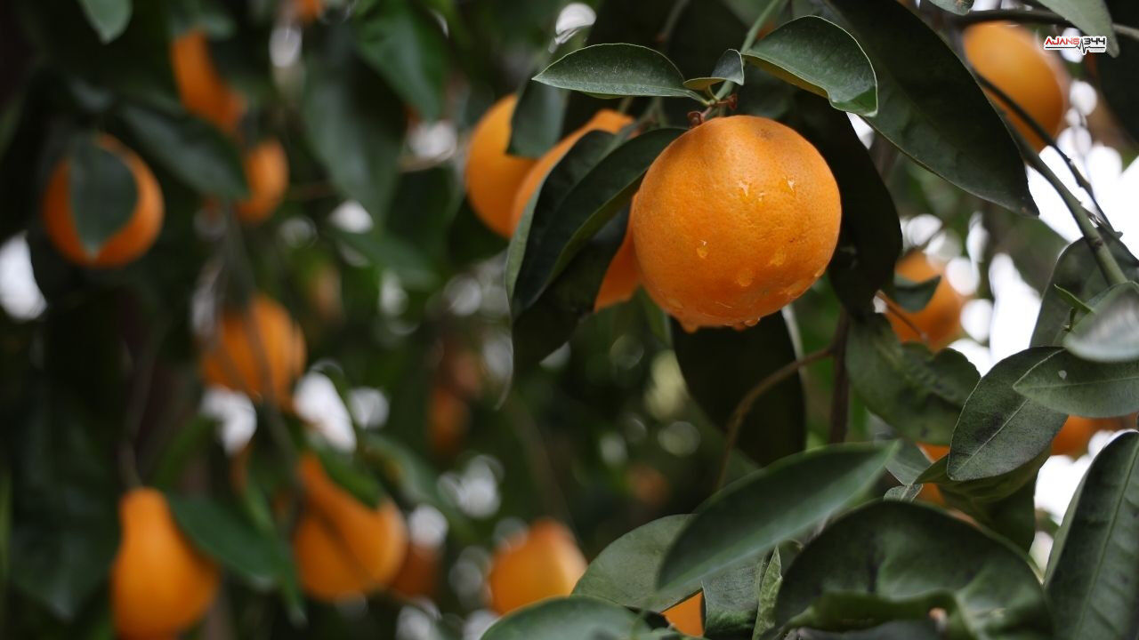 Beklenen Yagmur Yagdı Ajasn344 (1)