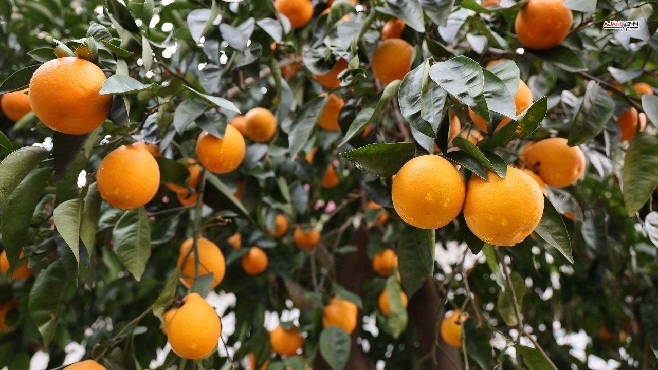 Beklenen Yagmur Yagdı Ajasn344