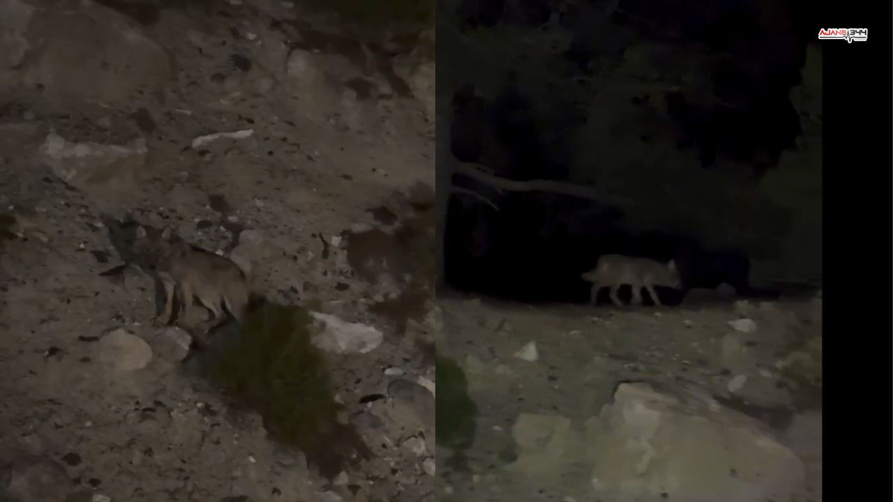 Dagda Görüntülenen Kurt Ajans34 (1)