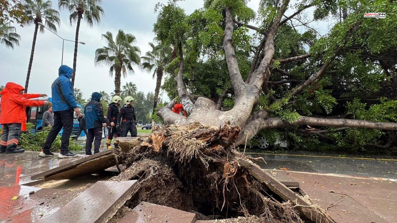 Devrilen Agaçlar Ajans344 (2)