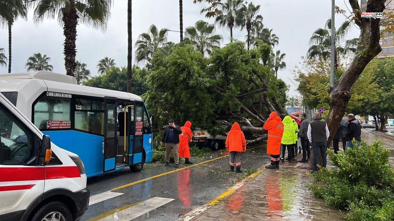 Devrilen Agaçlar Ajans344