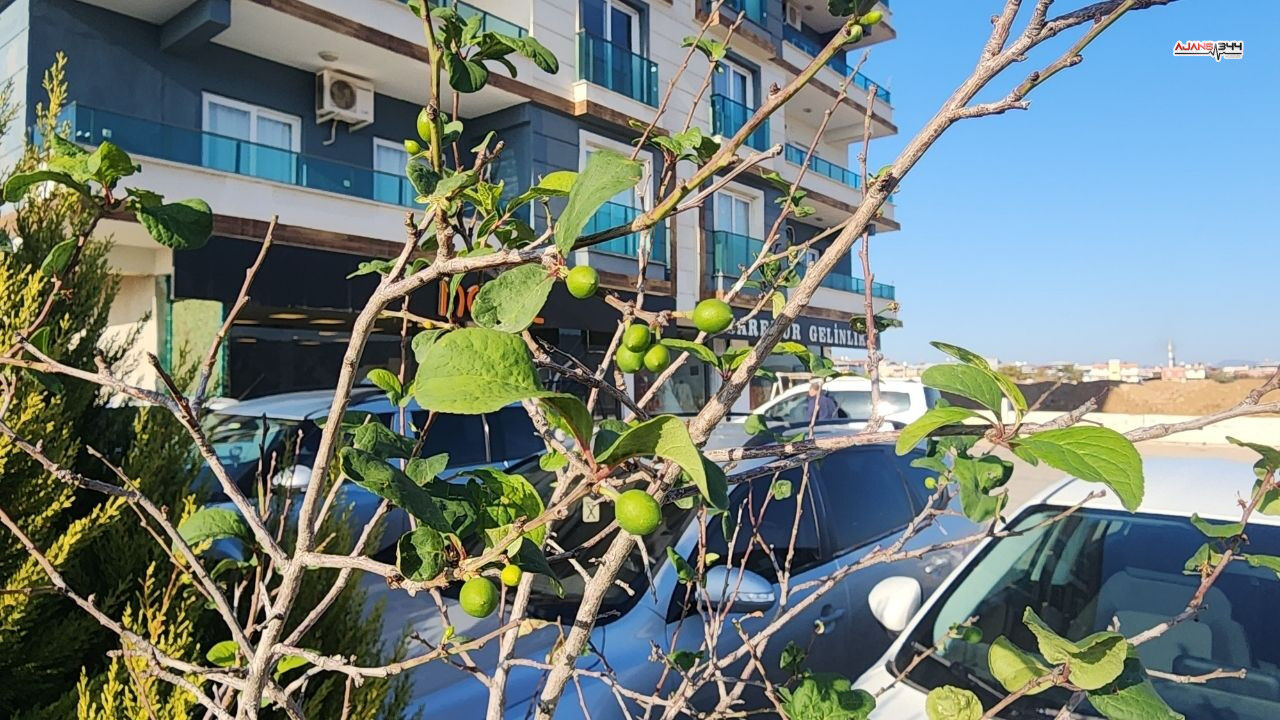 Erik Ağacı Mevye Verdi Ajans344 (1)