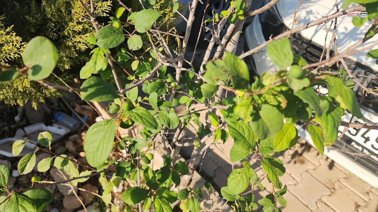 Erik Ağacı Mevye Verdi Ajans344