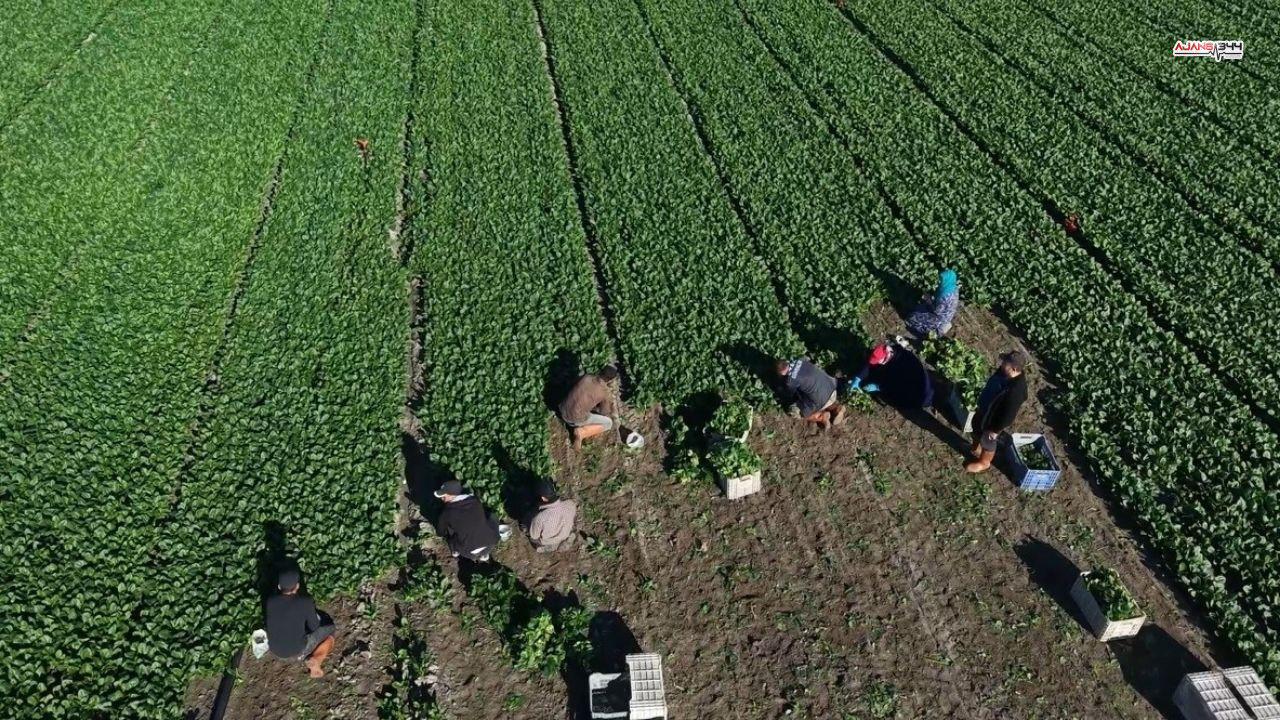 Ispanak Hasadı Basladı Ajans344 (3)