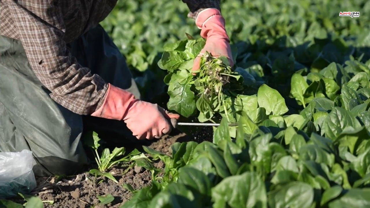 Ispanak Hasadı Basladı Ajans344