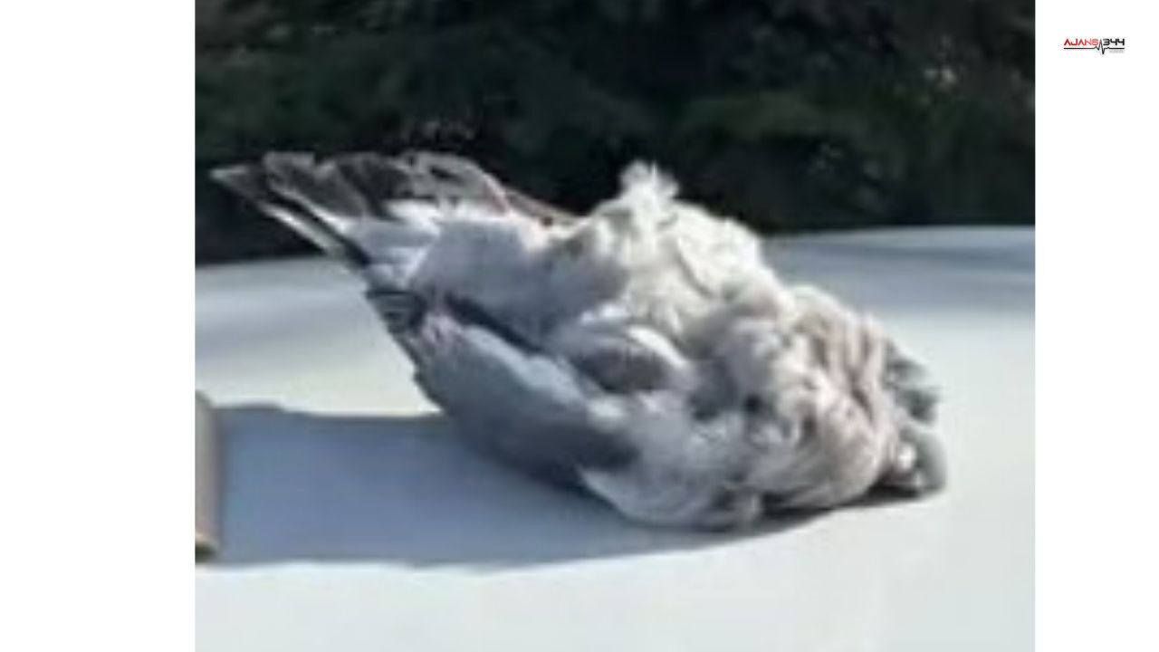 Kaçak Avcılar Ajans344 (1)