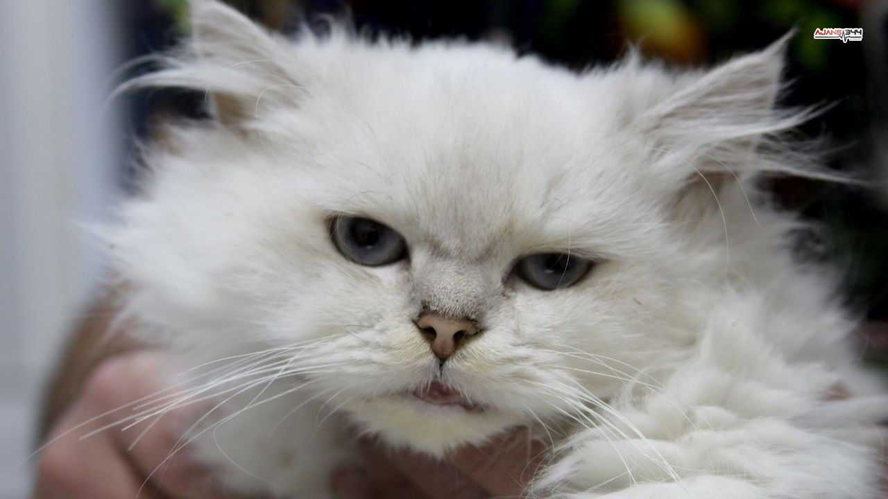 Kedide Sasırtan Bulgu Ajans344 (1)