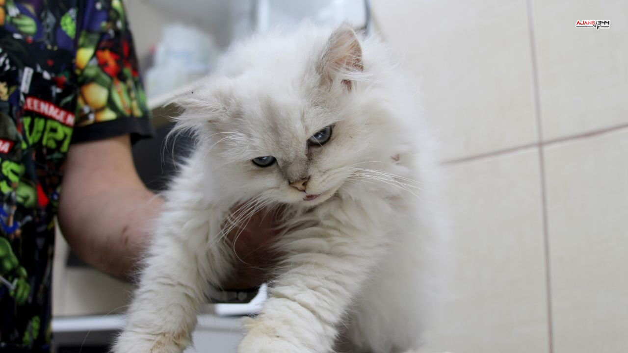 Kedide Sasırtan Bulgu Ajans344