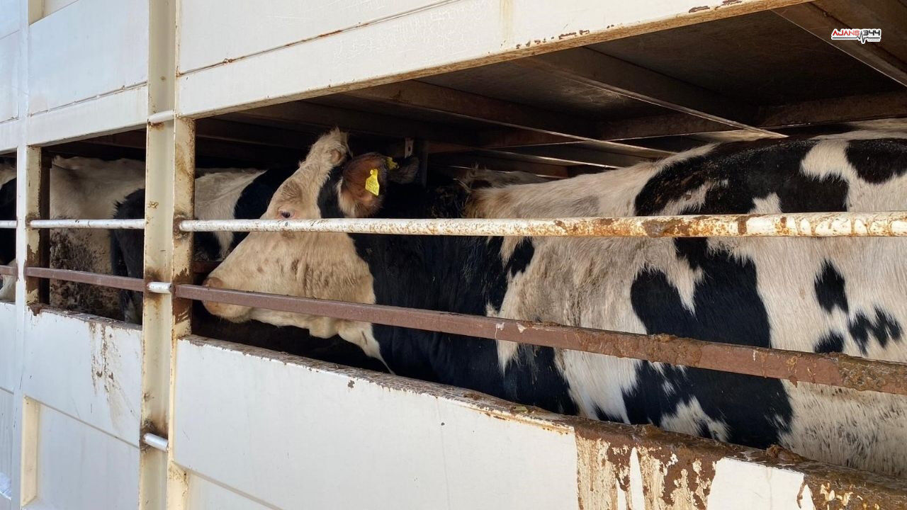 Küpesiz Hayvan Besleyene Büyük Ceza Ajans344