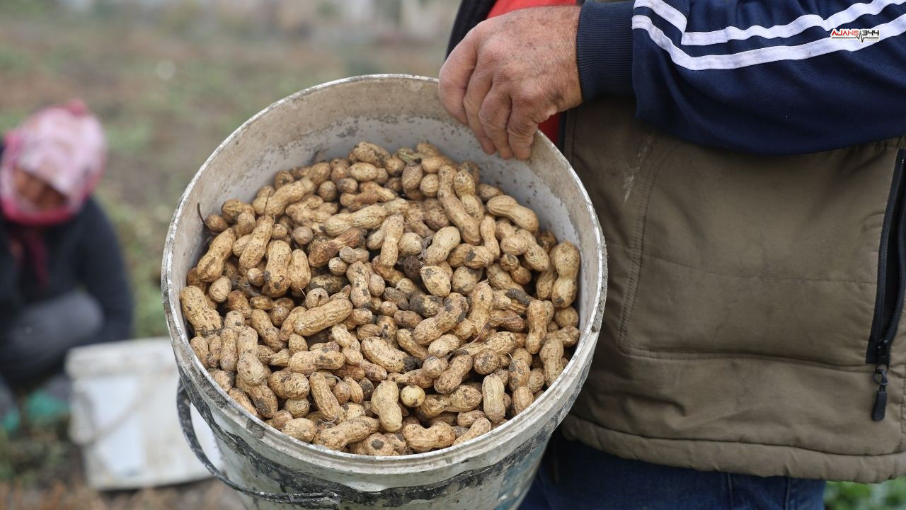 Kuraklık Yer Fıstığı Hasadını Vurdu Rekolte Yarı Yarıya Ajans344 (2)