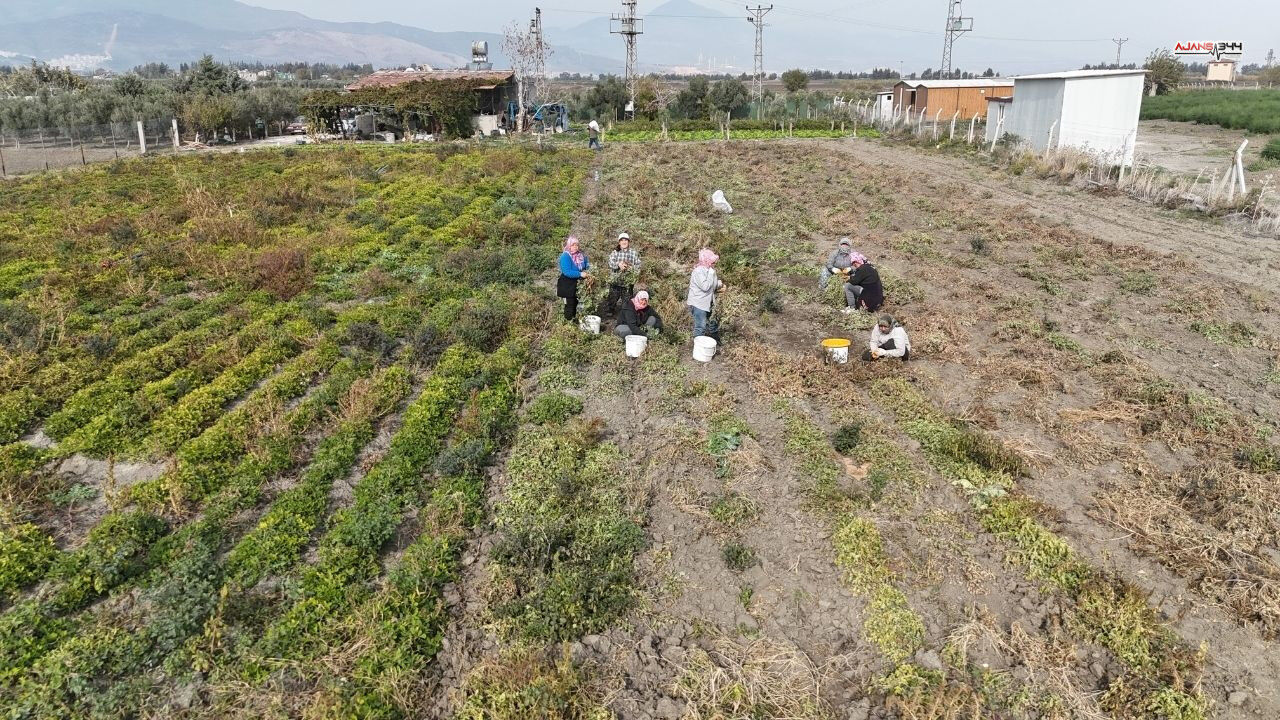 Kuraklık Yer Fıstığı Hasadını Vurdu Rekolte Yarı Yarıya Ajans344 (3)