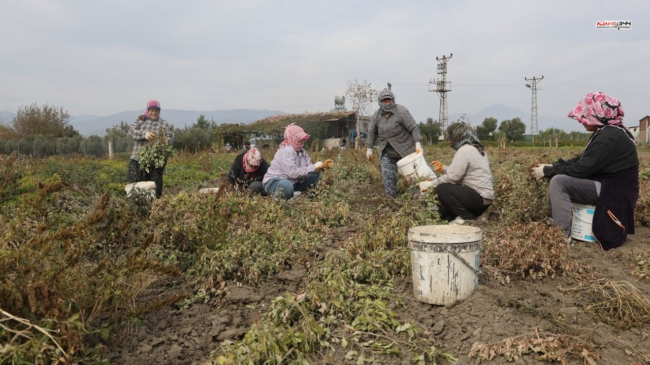 Kuraklık Yer Fıstığı Hasadını Vurdu Rekolte Yarı Yarıya Ajans344 (4)
