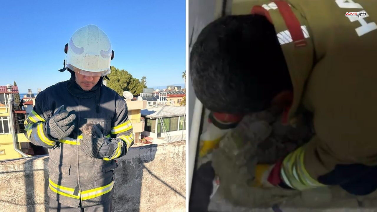 Kurtarılan Yavru Kedi Ajans344 (3)