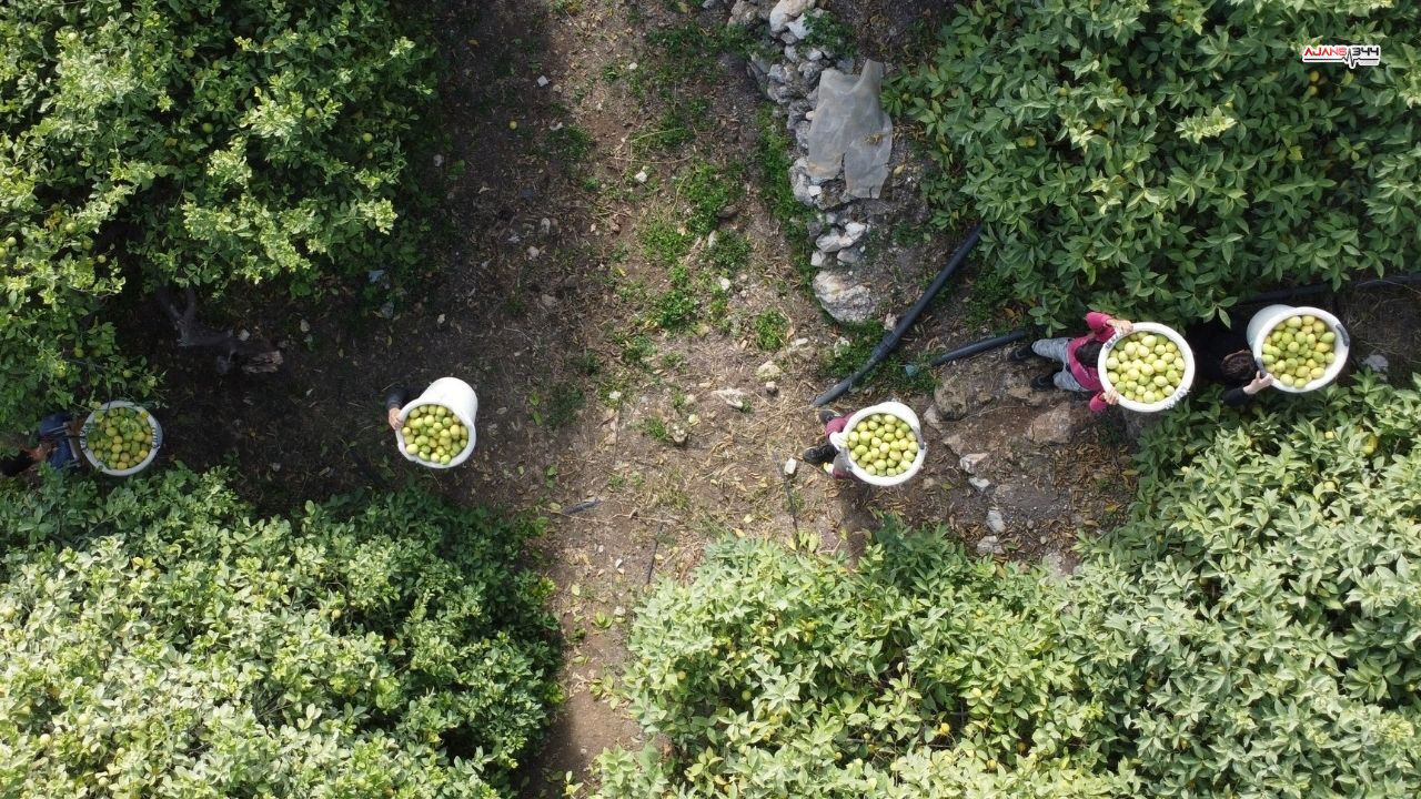 Limon Hasadı Basladı Ajans344 (5)