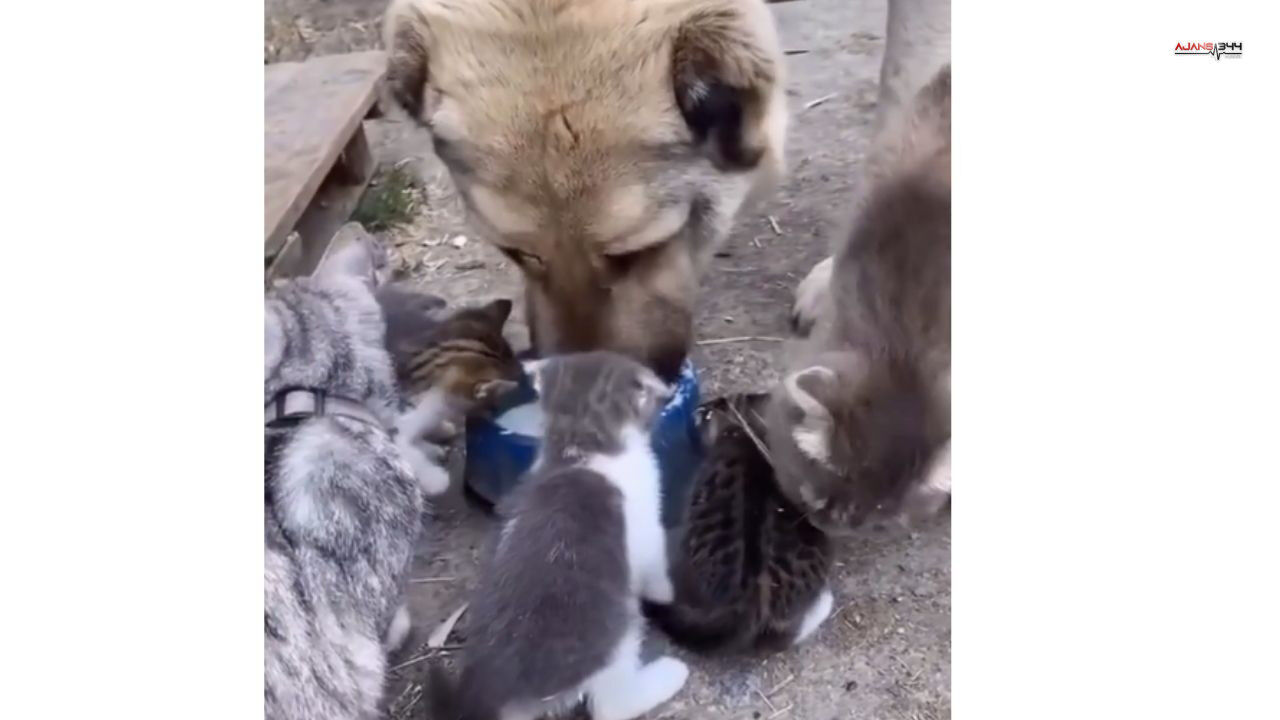 Paylasan Köpek Ajans344 (1)