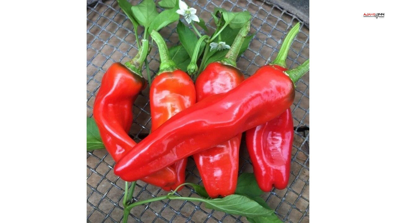 Türkiyenin En Acı Biberlerinin Listesi Açıklandı Ajans344 (1)