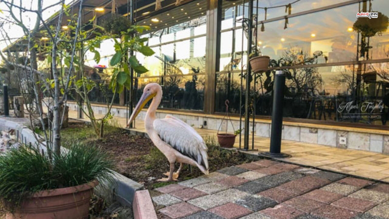 Yaralı Pelikanla Kurulan Sessiz Dostluk Yürekleri Isıttı (1)