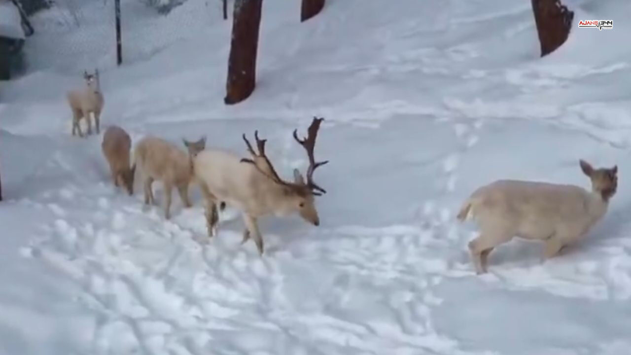 Albino Geyikler Ajans344 (1)