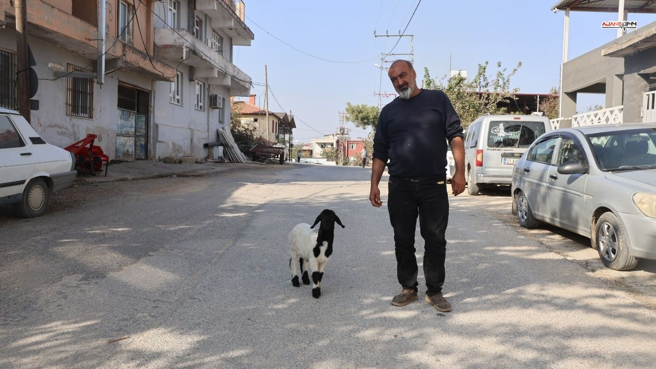 Annesi Telef Olan Kuzu Ajans344 (3)