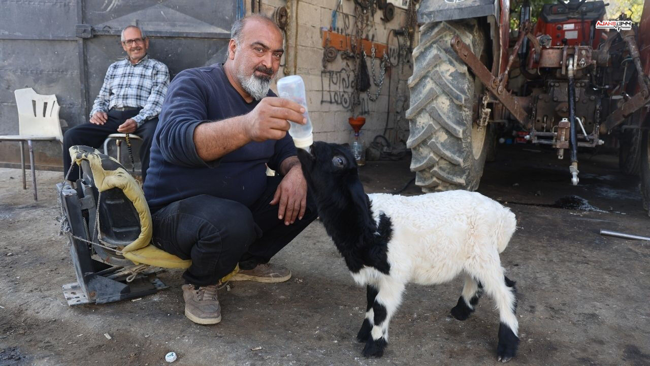 Annesi Telef Olan Kuzu Ajans344 (4)