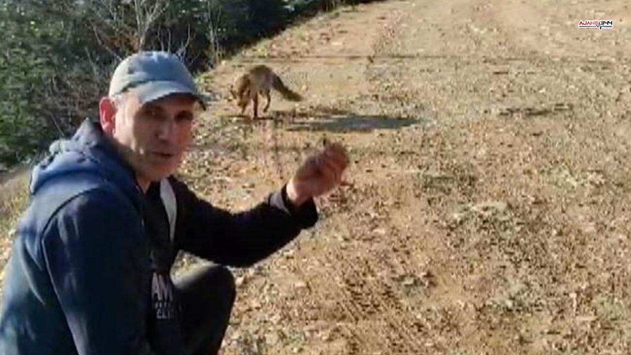 Beslenen Tilki Ajans344 (1)