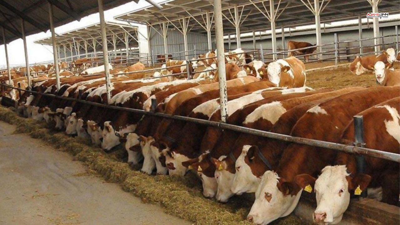 Hayvan Krizi Ajans344 (2)