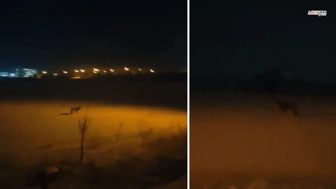 Kahramanmarasta Kurt Görüldü Ajans344 (1)