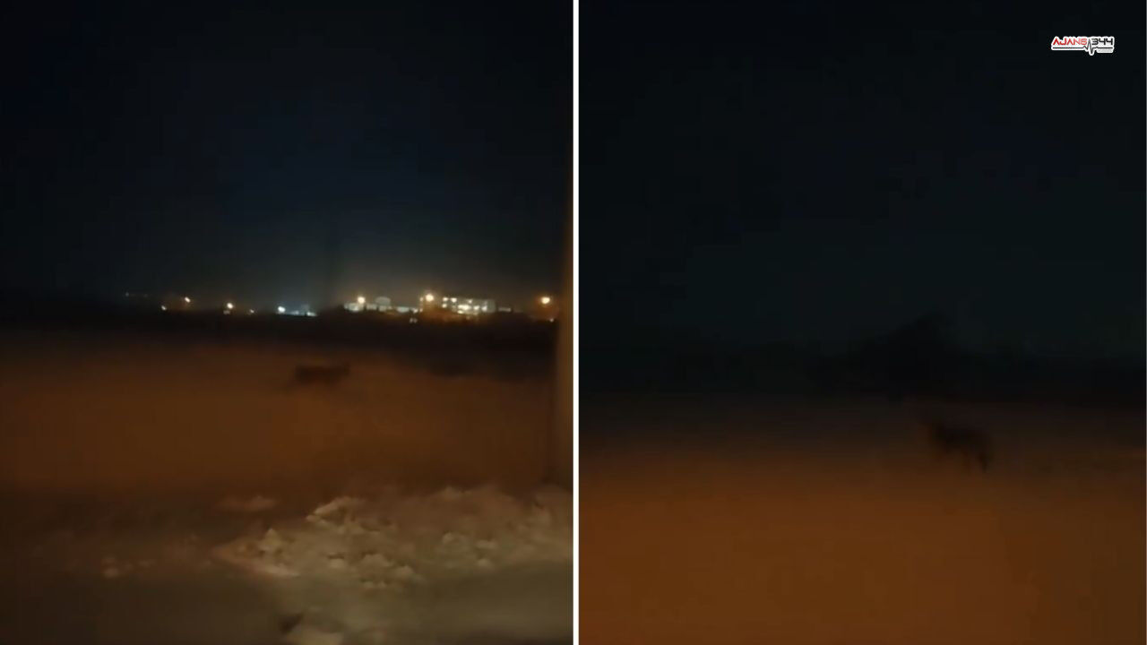 Kahramanmarasta Kurt Görüldü Ajans344