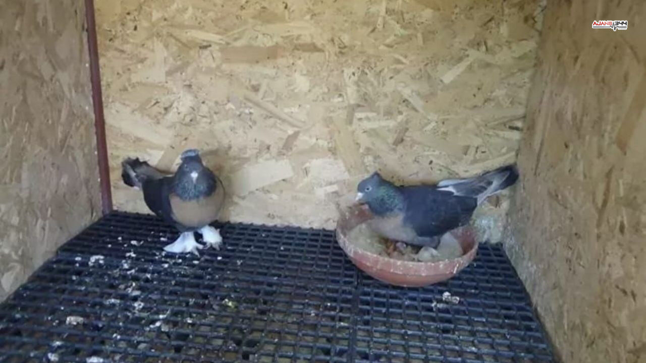 Kuş Çalan Vatandas Ajans344 (1)